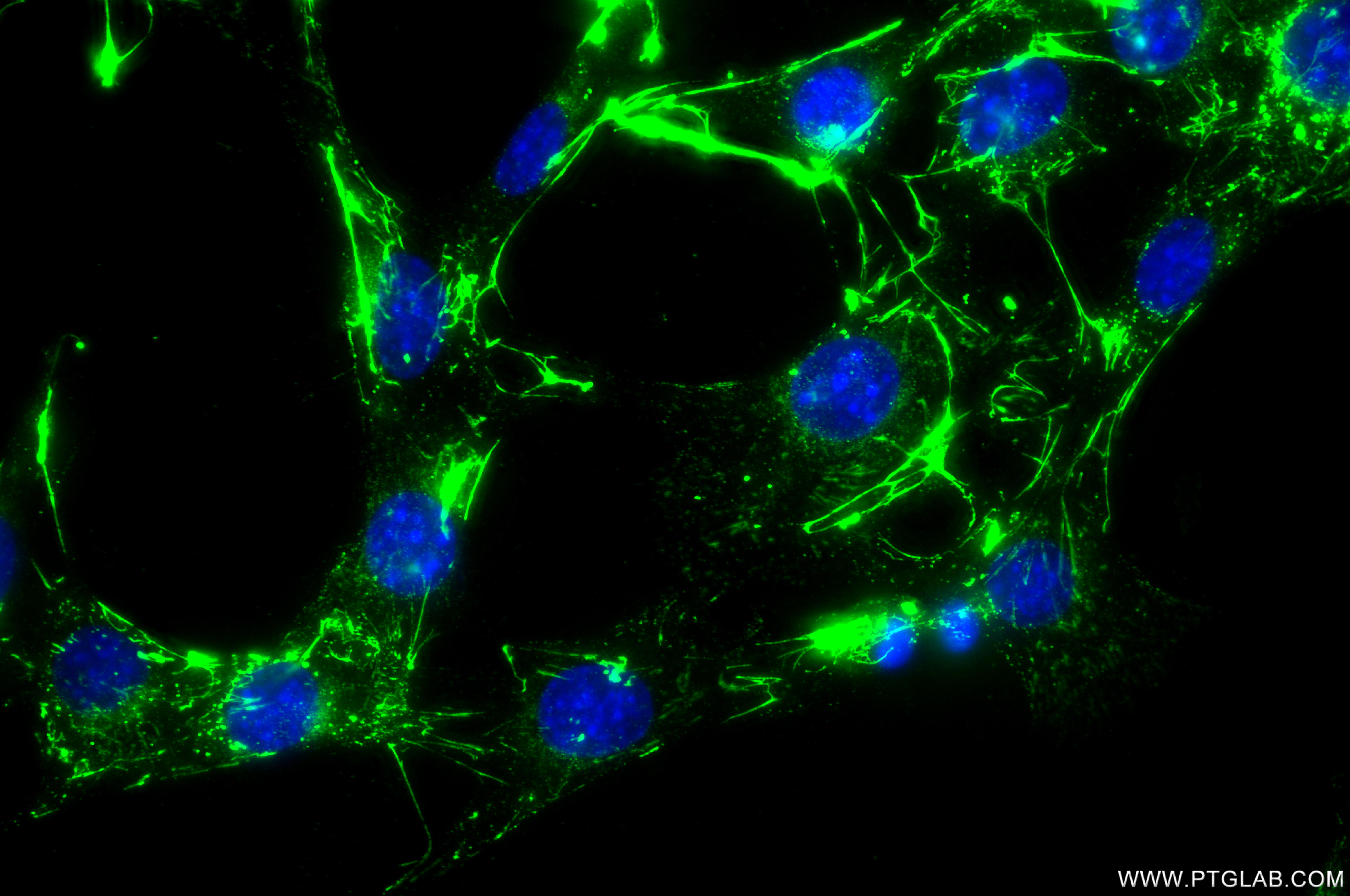 IF Staining of NIH/3T3 using 80911-4-RR