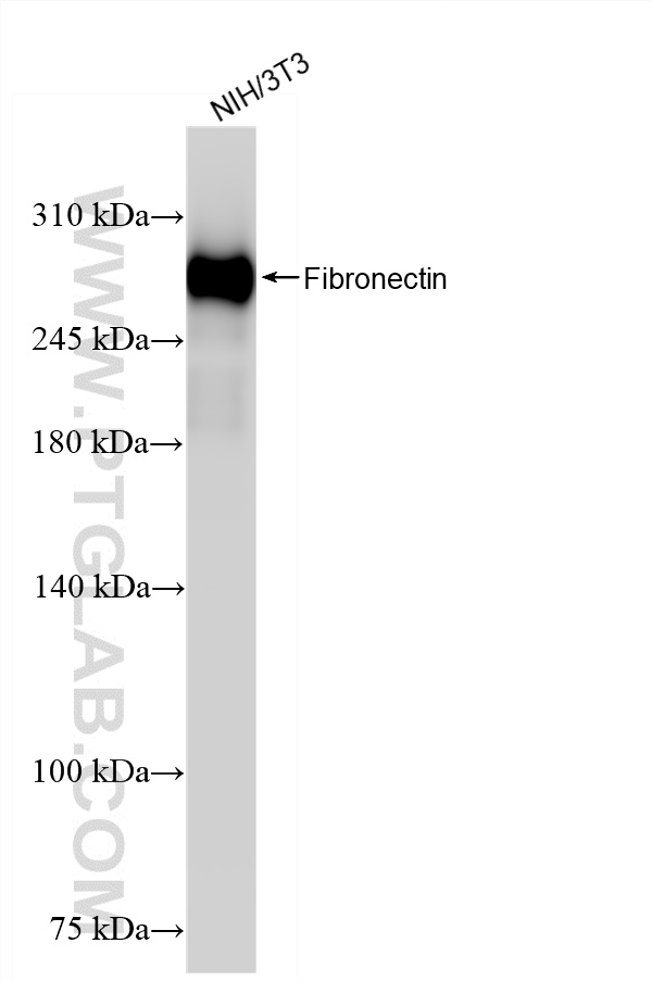 WB analysis of NIH/3T3 using 80911-4-RR