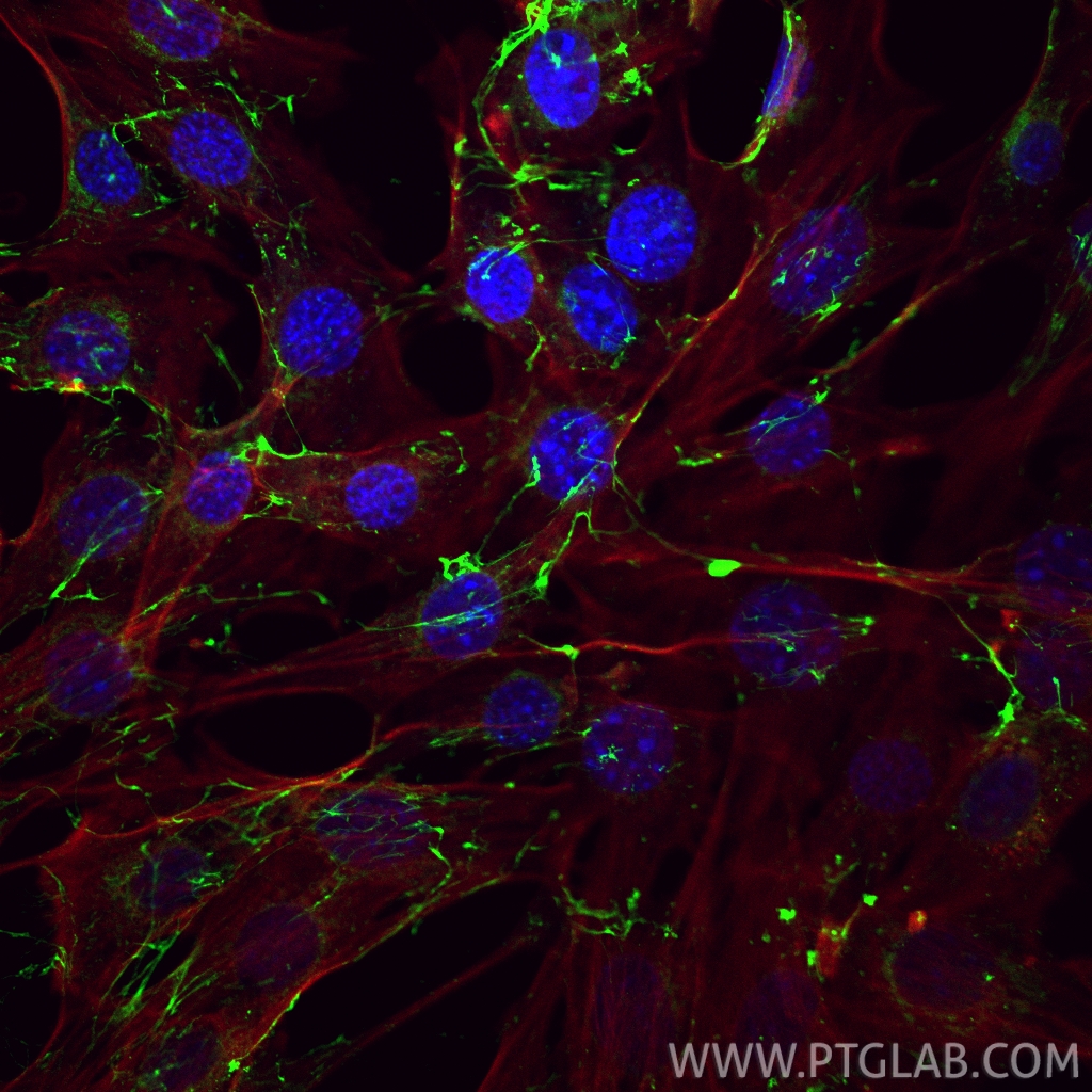 IF Staining of NIH/3T3 using CL488-15613