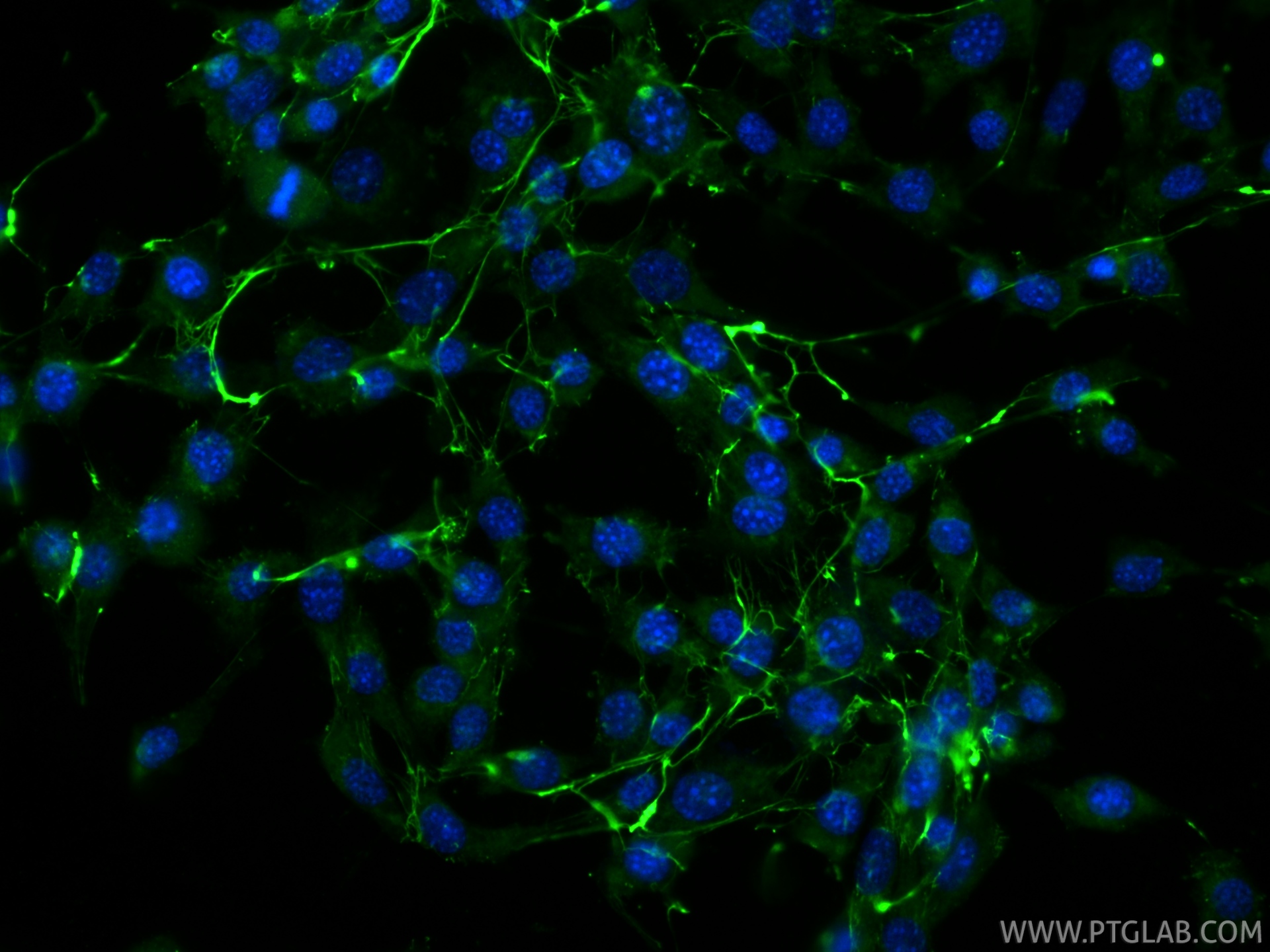 IF Staining of NIH/3T3 using CL488-80911-4 IF Staining of NIH/3T3 using CL488-80911-4