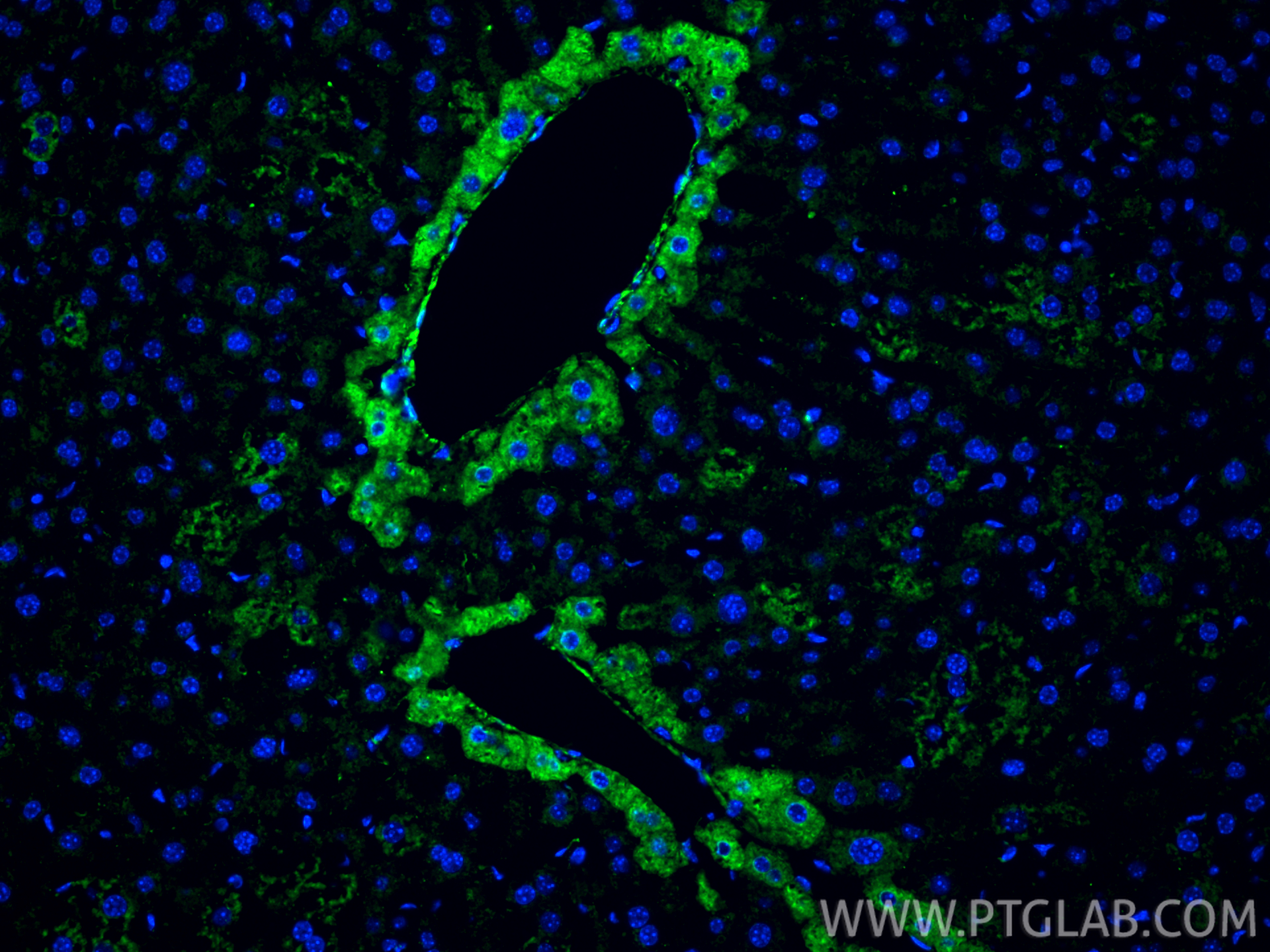 Immunofluorescent analysis of (4% PFA) fixed paraffin-embedded mouse liver tissue using Ficolin 2 antibody (32442-1-AP) at dilution of 1:400 and CoraLite®488-Conjugated Goat Anti-Rabbit IgG(H+L) (<a class='green' href='/productredirect?CatalogNo=SA00013-2' target='_blank'>SA00013-2</a>). Heat mediated antigen retrieval with Tris-EDTA buffer (pH 9.0). IF Staining of mouse liver using 32442-1-AP