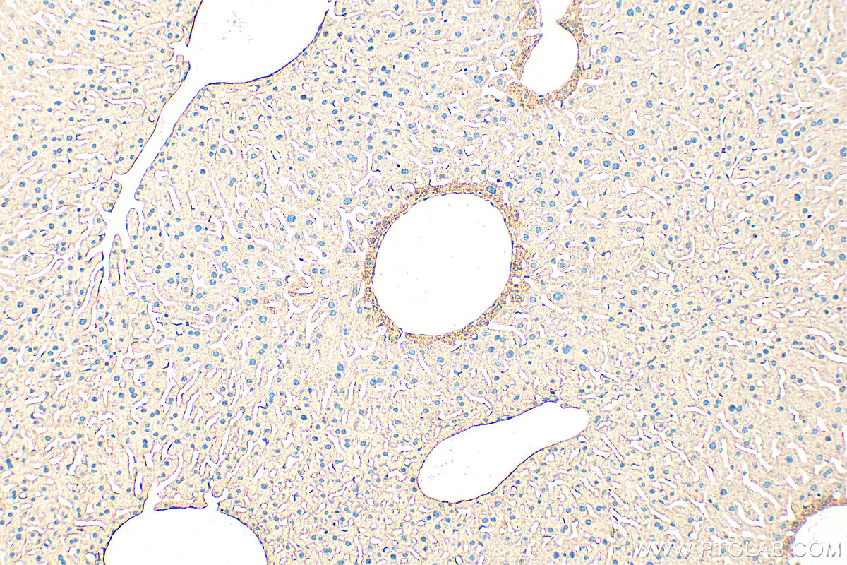 Immunohistochemical analysis of paraffin-embedded mouse liver tissue slide using 32442-1-AP (Ficolin 2 antibody) at dilution of 1:200 (under 10x lens). Heat mediated antigen retrieval with Tris-EDTA buffer (pH 9.0). IHC staining of mouse liver using 32442-1-AP