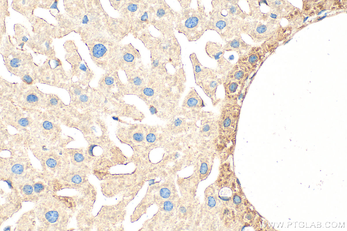 Immunohistochemical analysis of paraffin-embedded mouse liver tissue slide using 32442-1-AP (Ficolin 2 antibody) at dilution of 1:200 (under 40x lens). Heat mediated antigen retrieval with Tris-EDTA buffer (pH 9.0). IHC staining of mouse liver using 32442-1-AP