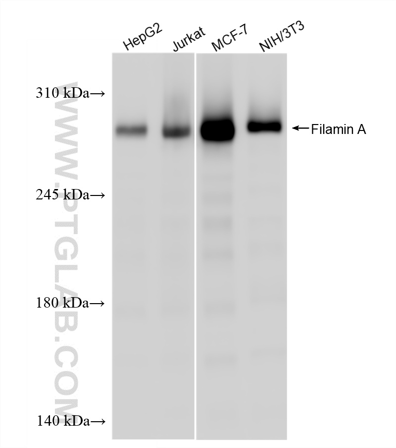 WB analysis using 86959-3-RR (same clone as 86959-3-PBS) WB analysis using 86959-3-RR (same clone as 86959-3-PBS)