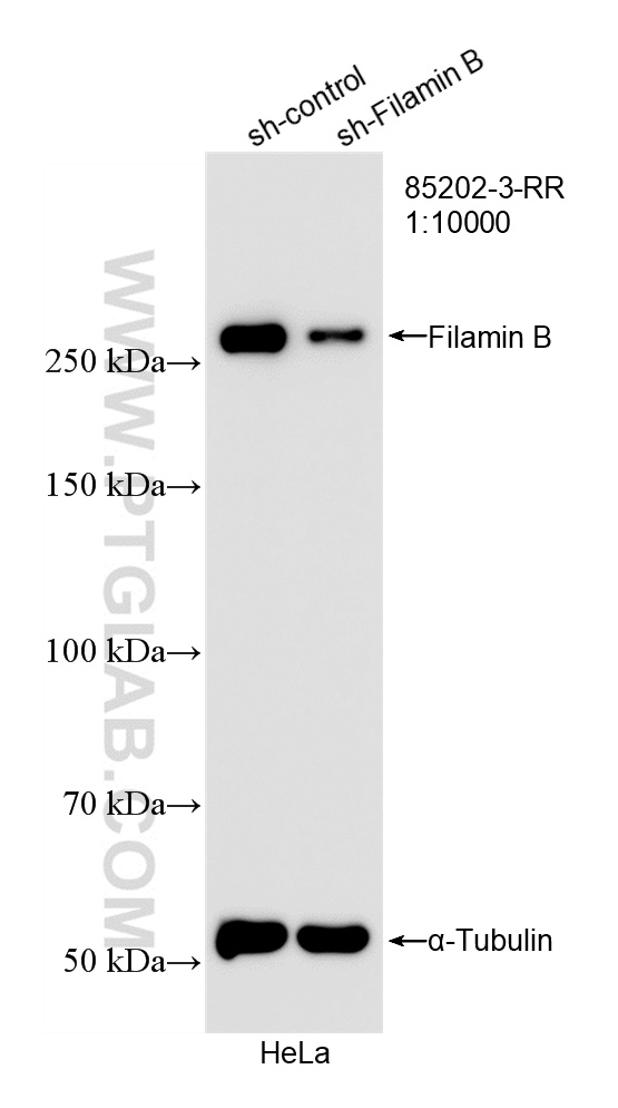 WB analysis of HeLa using 85202-3-RR WB analysis of HeLa using 85202-3-RR
