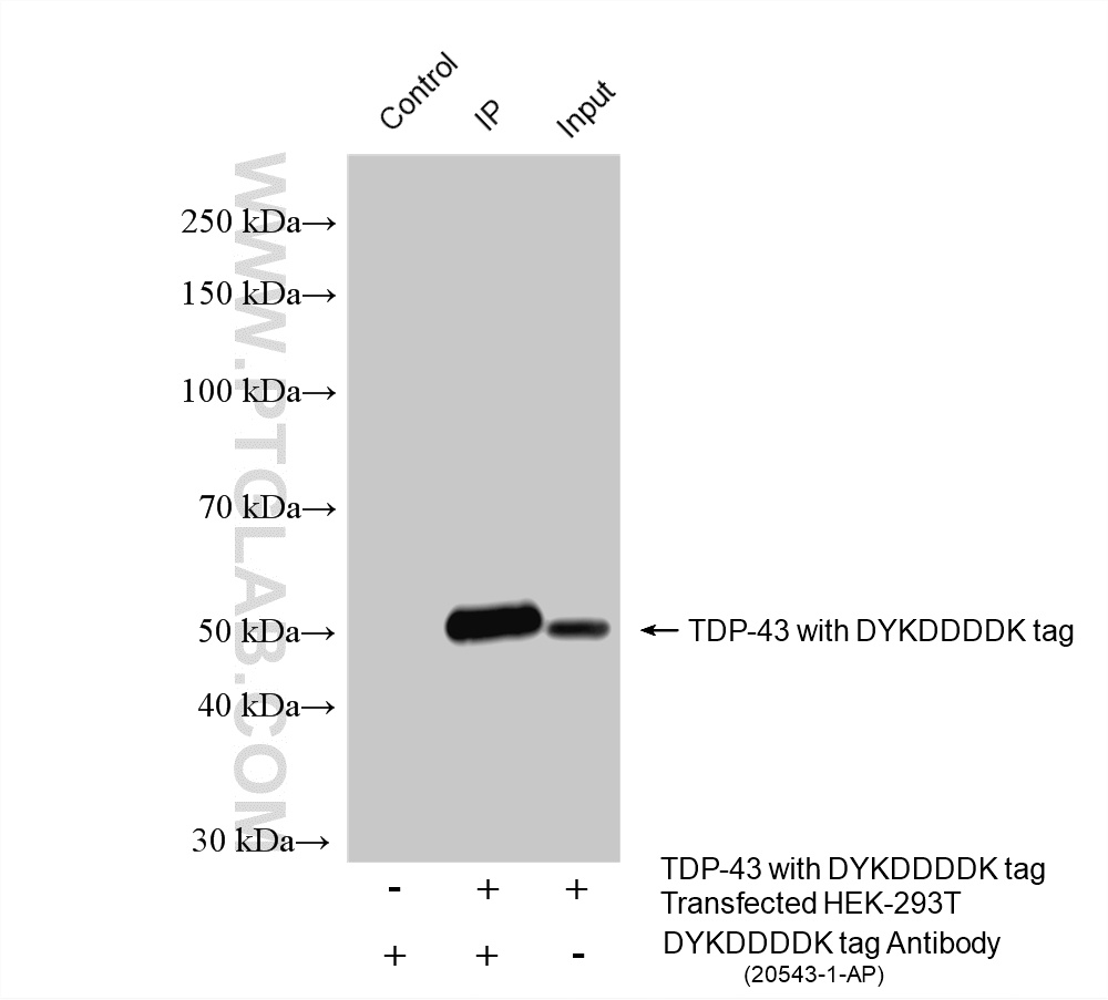 IP experiment of Transfected HEK-293T using 20543-1-AP