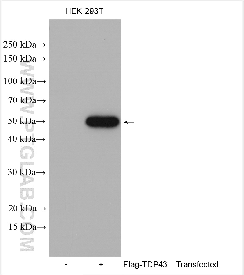 WB analysis using 20543-1-AP