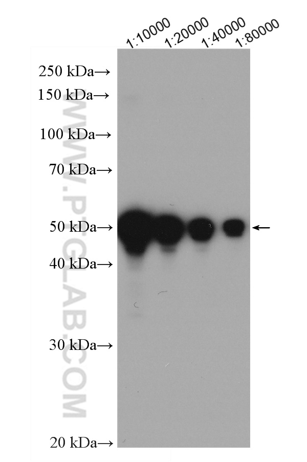 WB analysis of Recombinant protein using HRP-66008