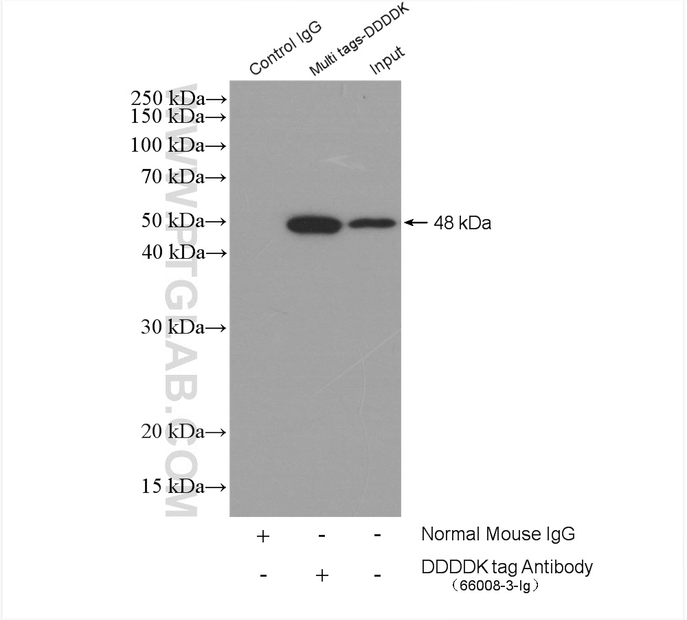 IP experiment of Transfected HEK-293 using 66008-3-Ig