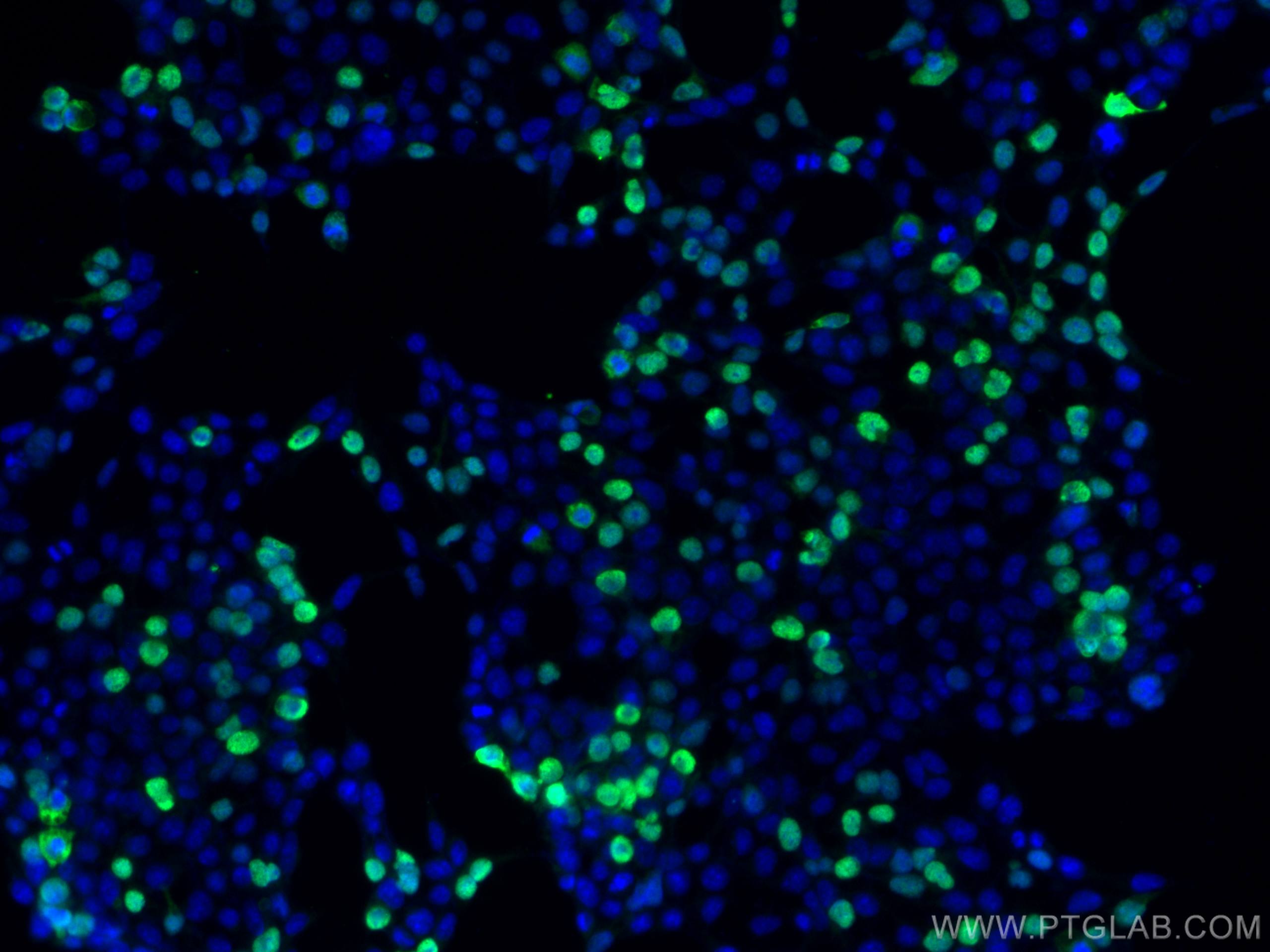 IF Staining of Transfected HEK-293 using 66008-4-Ig (same clone as 66008-4-PBS)