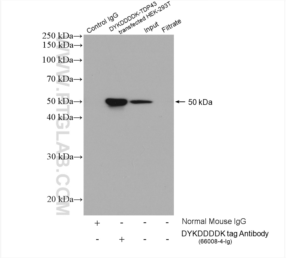 IP experiment of Transfected HEK-293 using 66008-4-Ig (same clone as 66008-4-PBS)