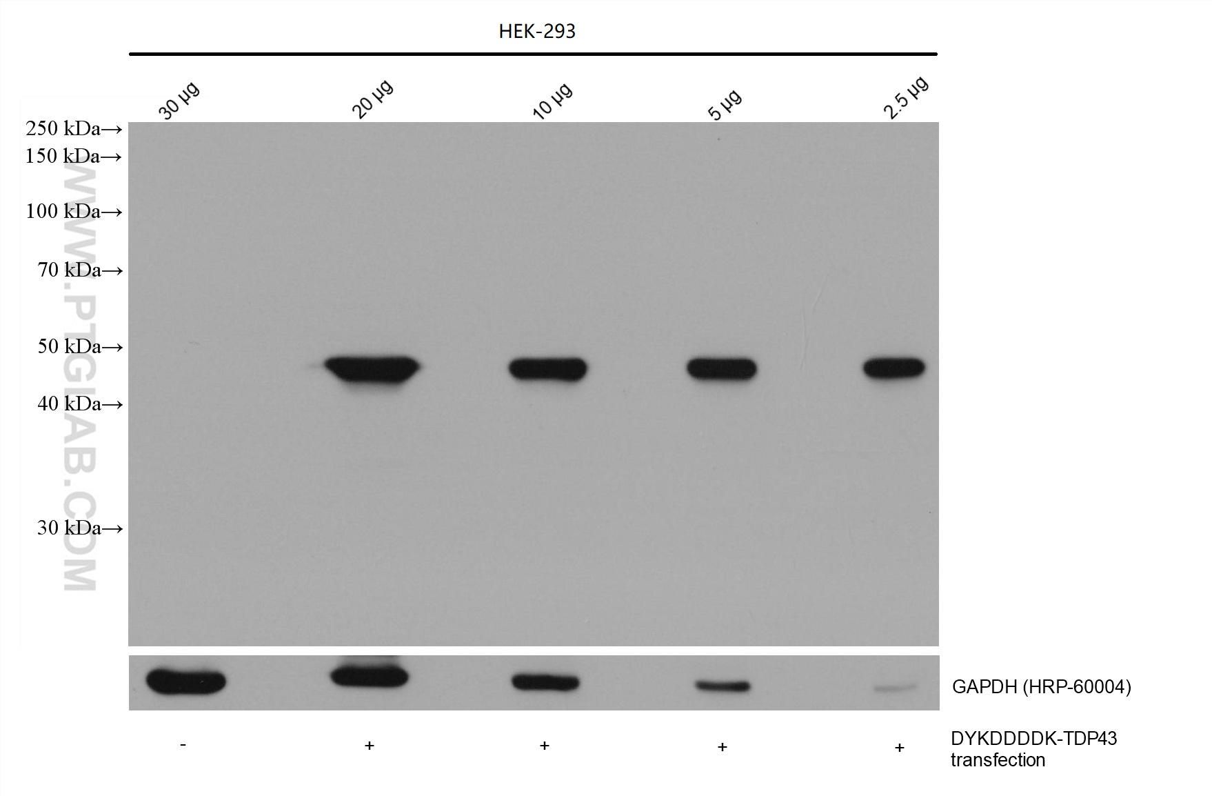 WB analysis using 66008-4-Ig (same clone as 66008-4-PBS)