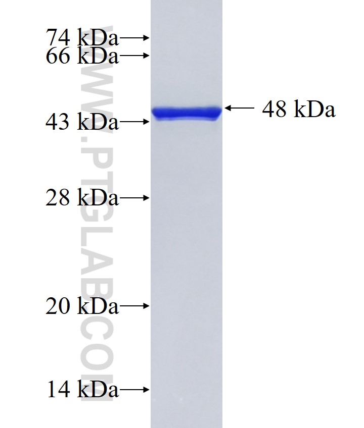 GST-3*MYC-6*HIS-3*FLAG-6*HIS-3*HA-6*HIS fusion protein Ag19172 SDS-PAGE