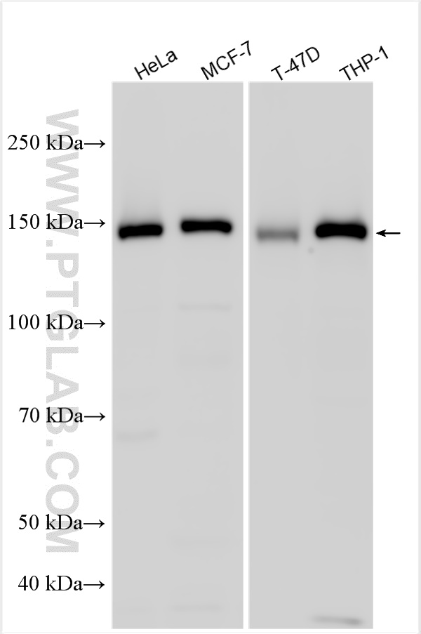 WB analysis using 27729-1-AP