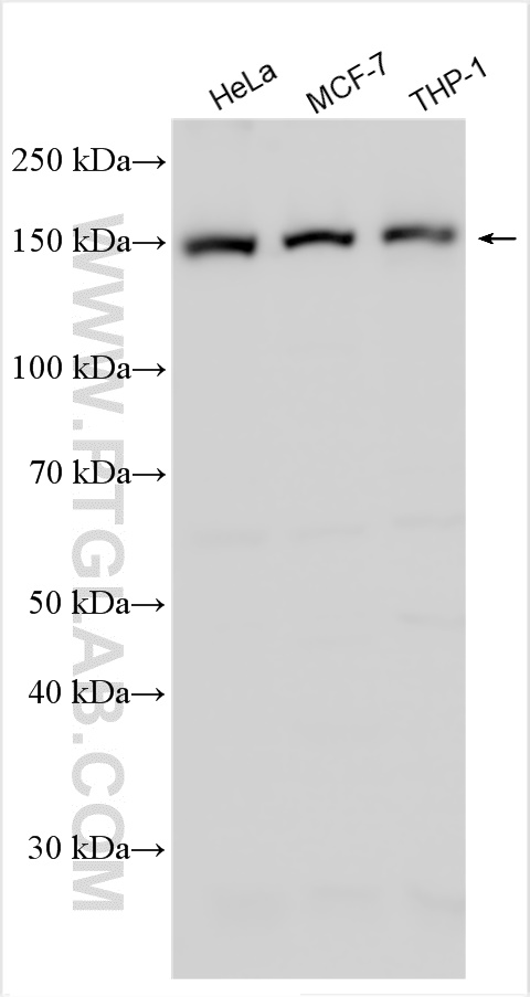 WB analysis using 27729-1-AP