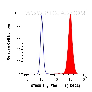 FC experiment of Raji using 67968-1-Ig