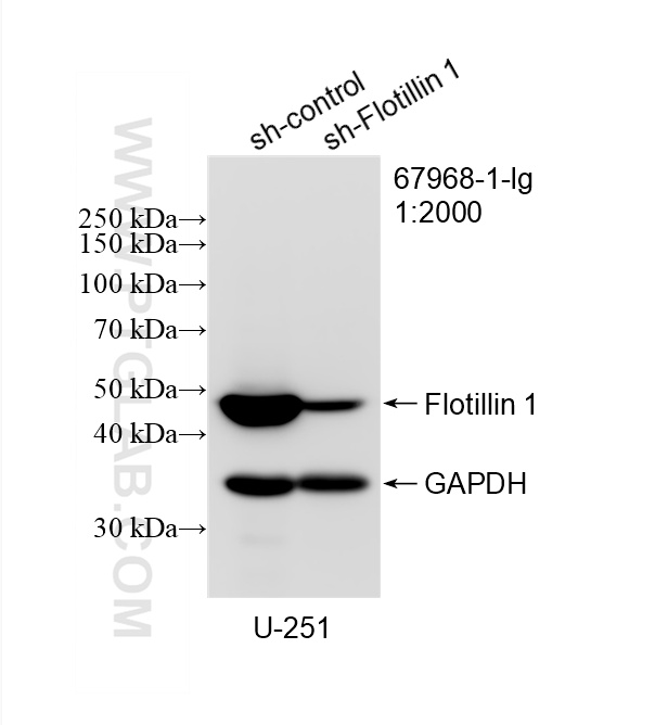 WB analysis of U-251 using 67968-1-Ig