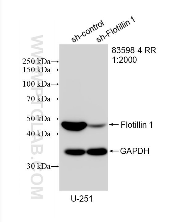 WB analysis of U-251 using 83598-4-RR
