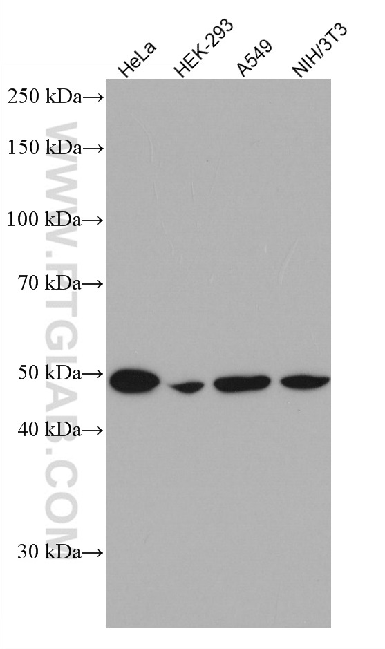 WB analysis using 66881-1-Ig