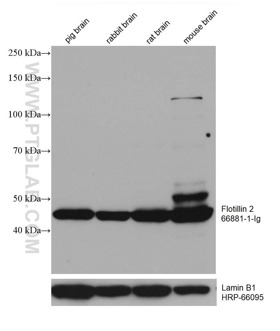 WB analysis using 66881-1-Ig