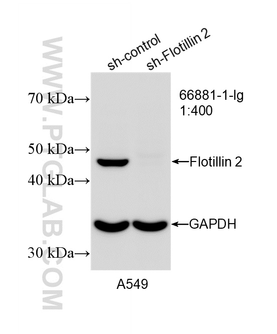 WB analysis of A549 using 66881-1-Ig WB analysis of A549 using 66881-1-Ig