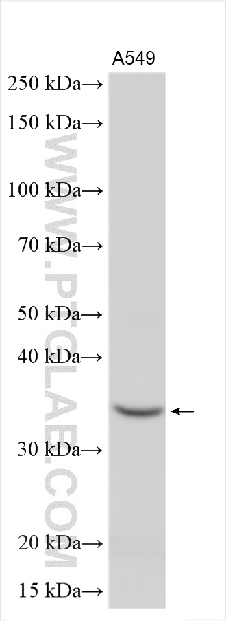 WB analysis using 27350-1-AP