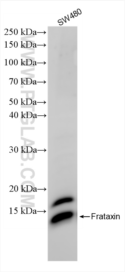 SW480 cells were subjected to SDS PAGE followed by western blot with 86195-4-RR (Frataxin antibody) at dilution of 1:3000 incubated at room temperature for 1.5 hours. WB analysis of SW480 using 86195-4-RR