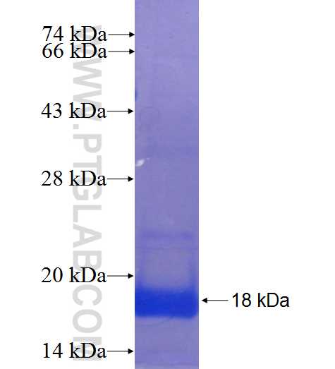 Frizzled 4 fusion protein Ag24167 SDS-PAGE