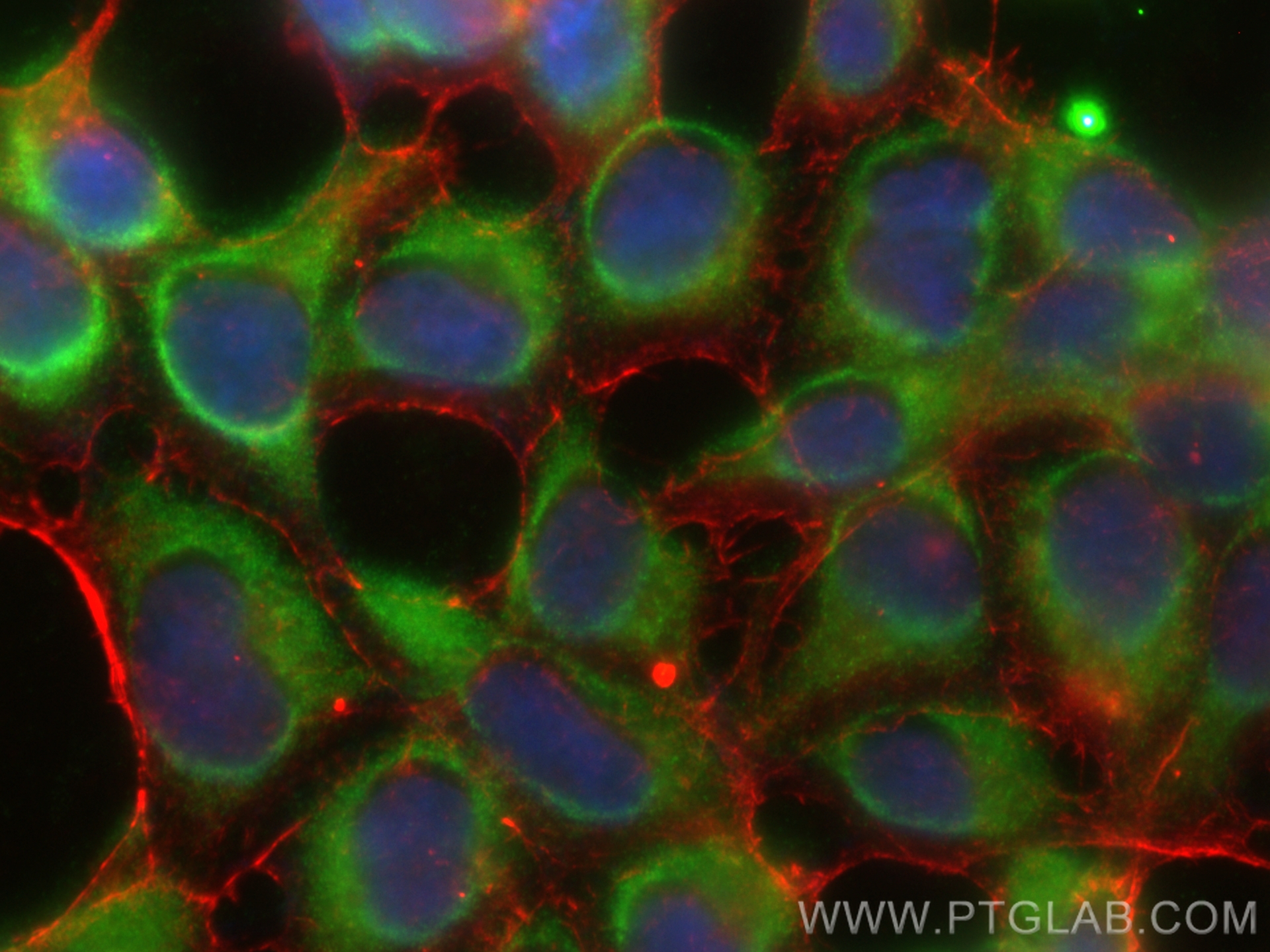 IF Staining of HEK-293 using CL488-67023