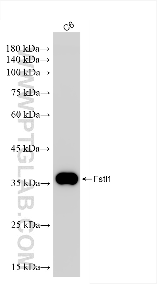 WB analysis of C6 using 85034-4-RR