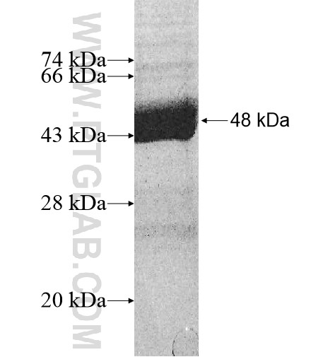 G-CSF fusion protein Ag10968 SDS-PAGE