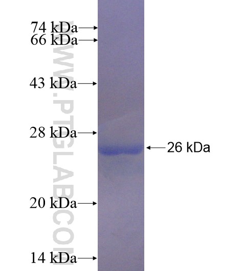 G-CSF fusion protein Ag11261 SDS-PAGE