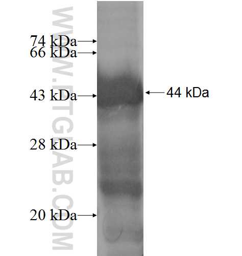 G-CSF-R fusion protein Ag5992 SDS-PAGE G-CSF-R fusion protein Ag5992 SDS-PAGE