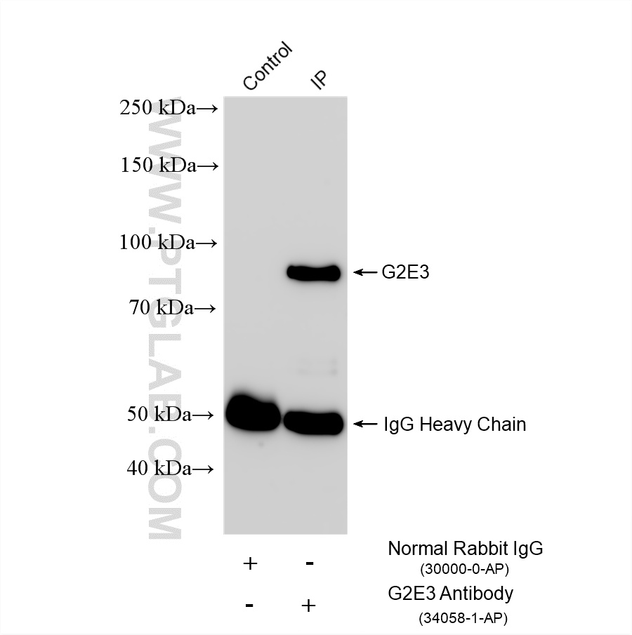 IP experiment of mouse brain using 34058-1-AP