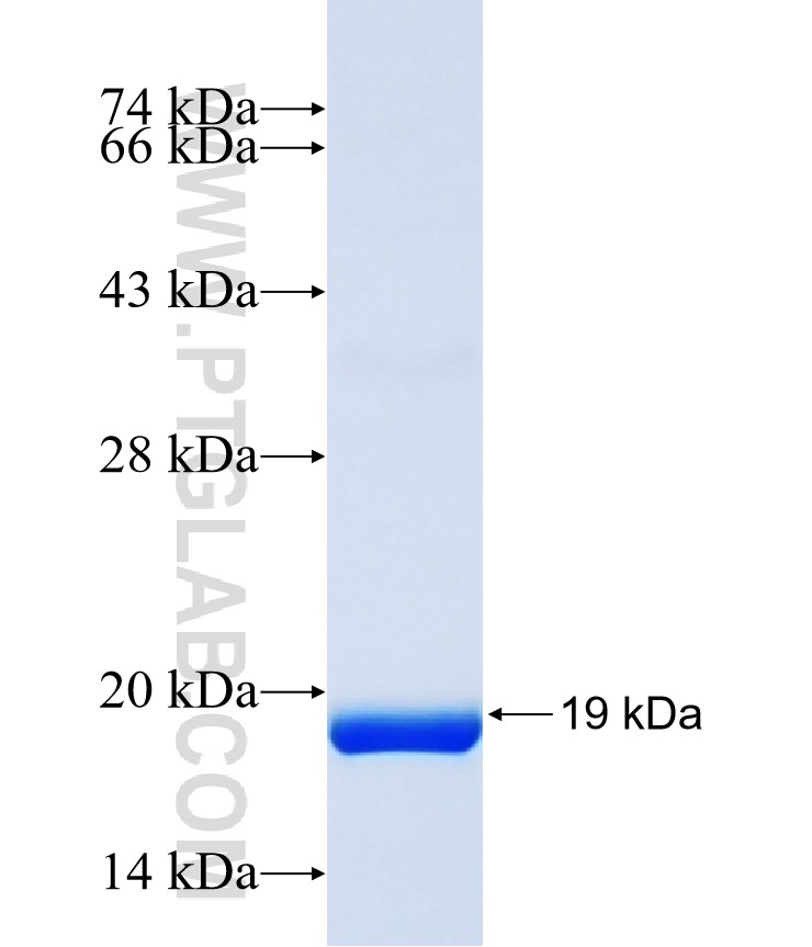G2E3 fusion protein Ag40491 SDS-PAGE G2E3 fusion protein Ag40491 SDS-PAGE
