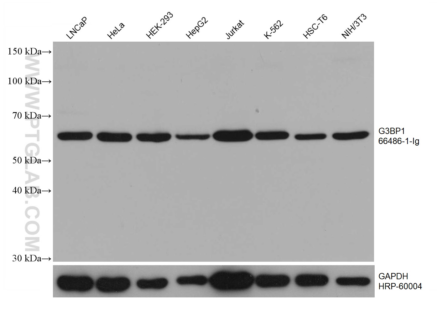 WB analysis using 66486-1-Ig