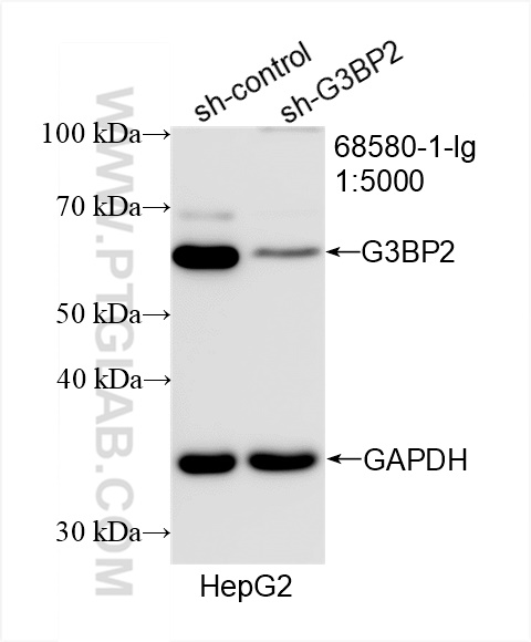 WB analysis of HepG2 using 68580-1-Ig