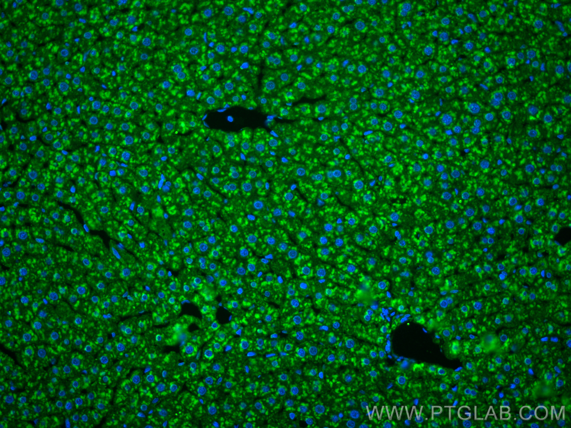 IF Staining of rat liver using 25771-1-AP IF Staining of rat liver using 25771-1-AP