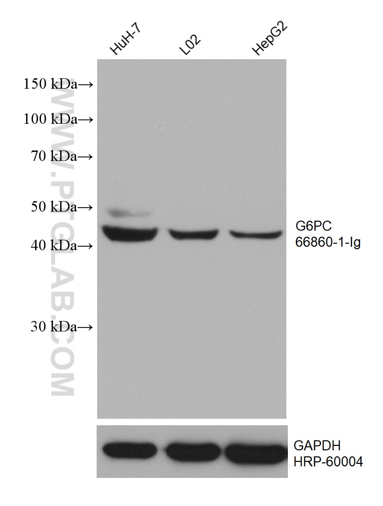 WB analysis using 66860-1-Ig