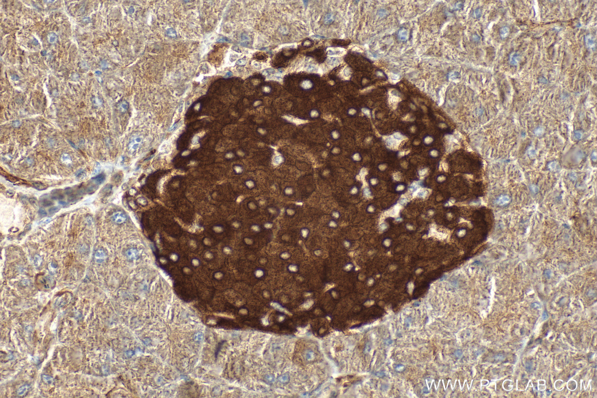 IHC staining of mouse pancreas using 18074-1-AP