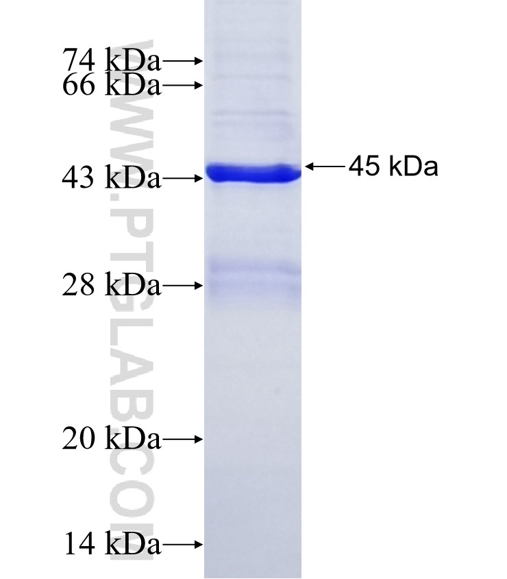 G6PC2 fusion protein Ag12764 SDS-PAGE G6PC2 fusion protein Ag12764 SDS-PAGE
