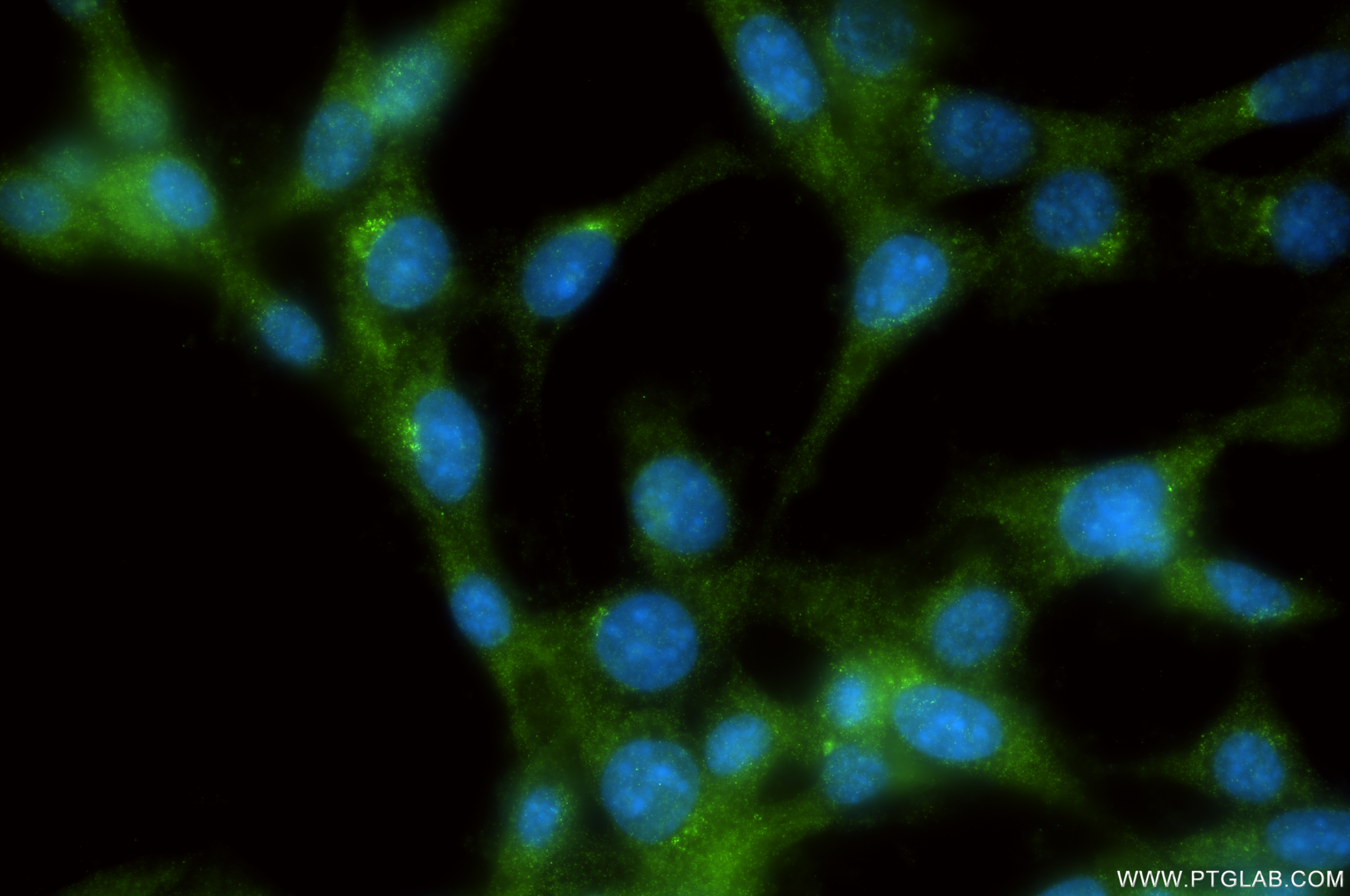 IF Staining of NIH/3T3 using 86240-1-RR