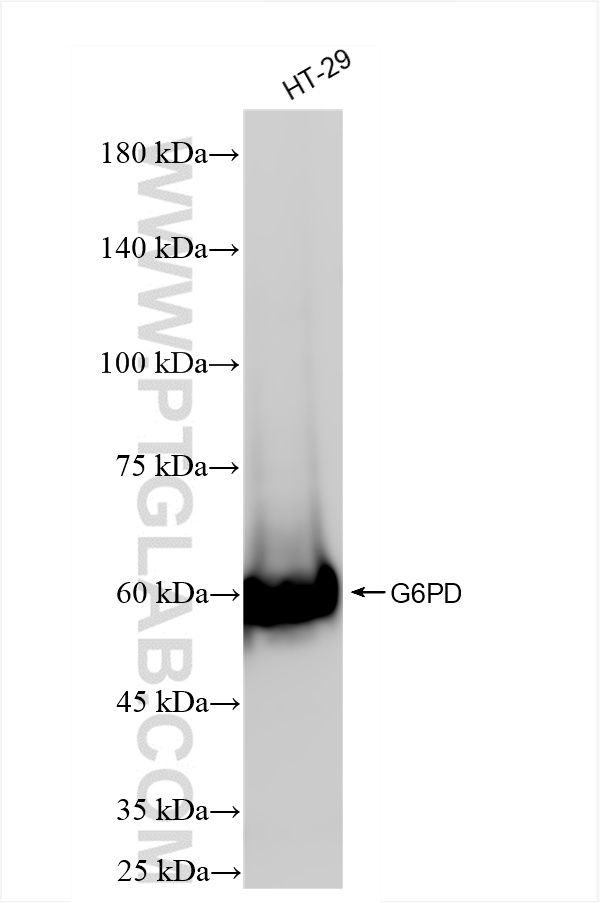 WB analysis of HT-29 using 86240-1-RR