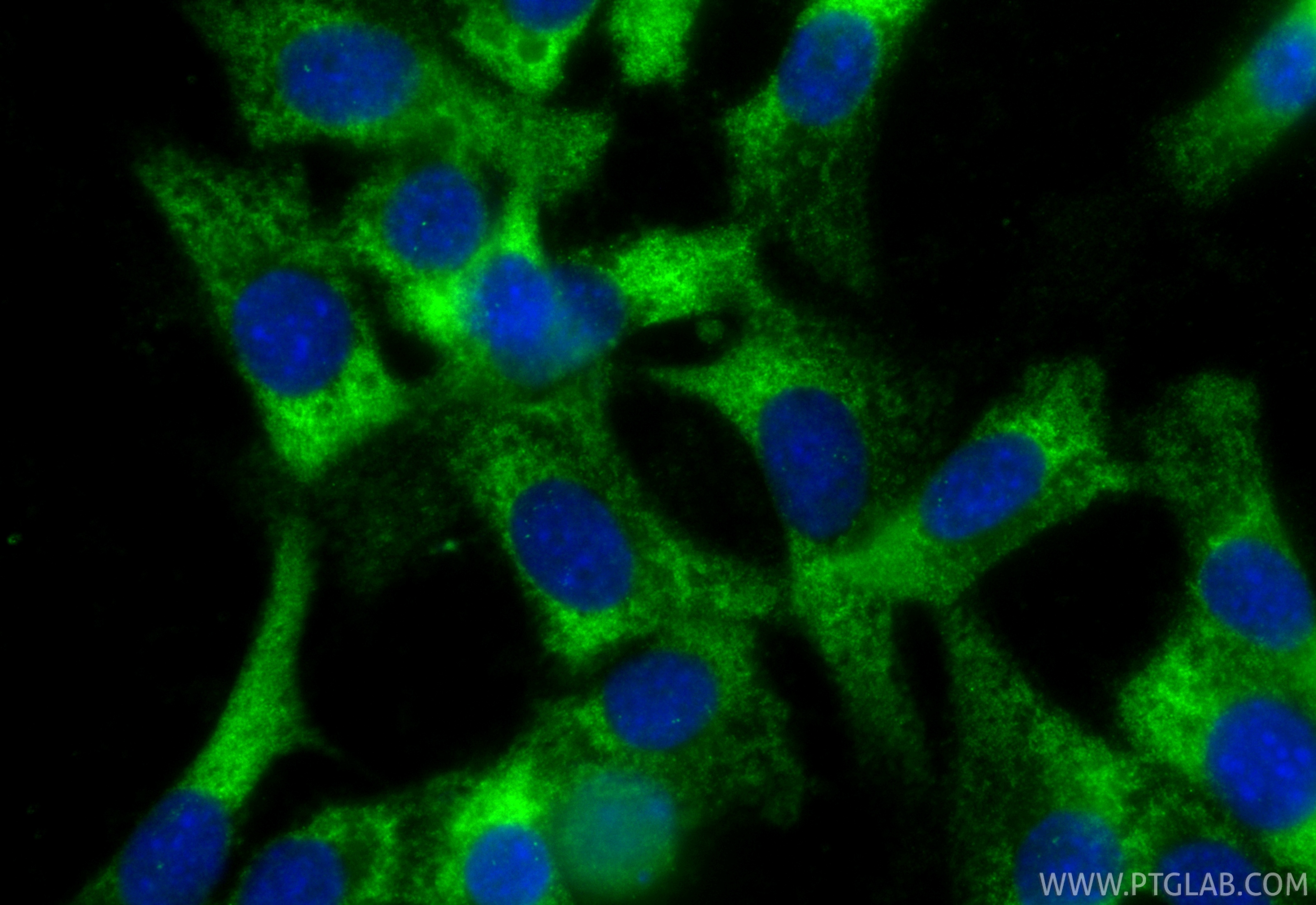 IF Staining of NIH/3T3 using CL488-86240