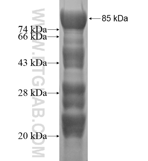 GAB1 fusion protein Ag12676 SDS-PAGE