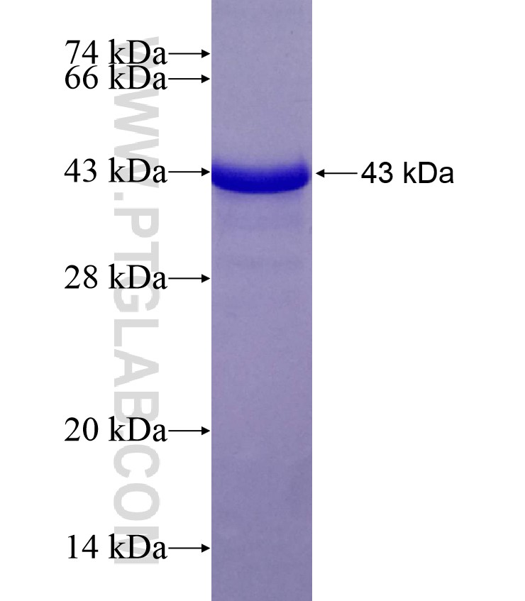 GAB2 fusion protein Ag18500 SDS-PAGE