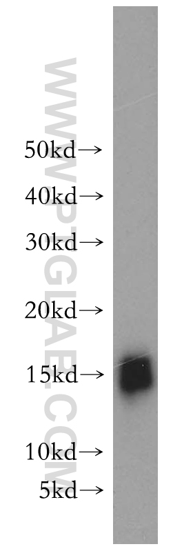 GABARAP Polyclonal antibody