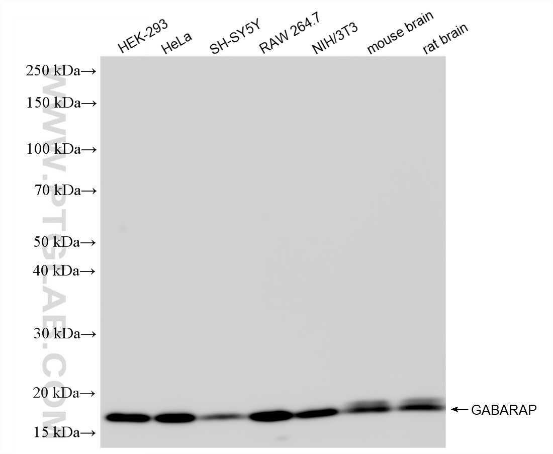 WB analysis using 86165-3-RR WB analysis using 86165-3-RR