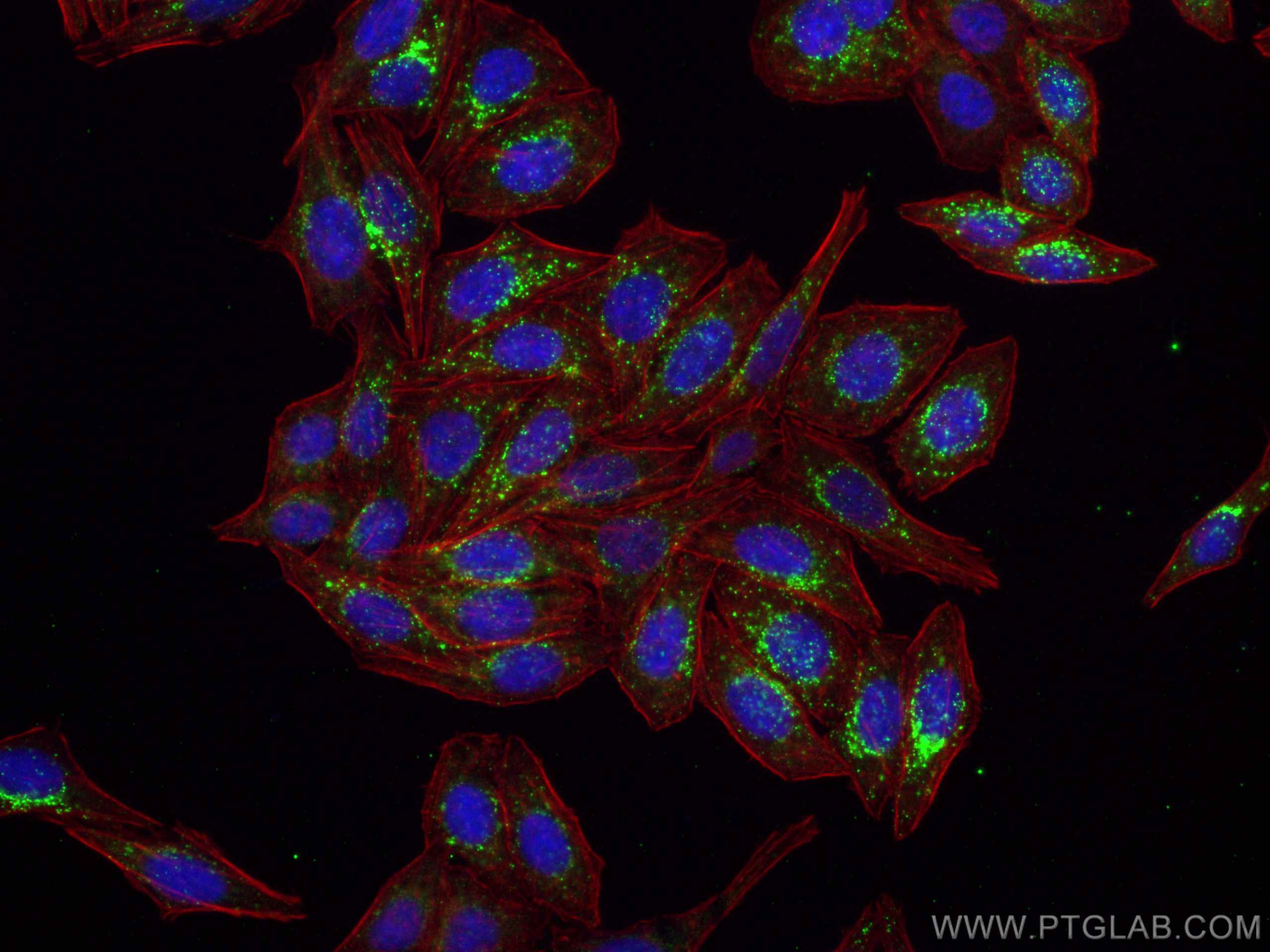 IF Staining of HepG2 using 66458-1-Ig