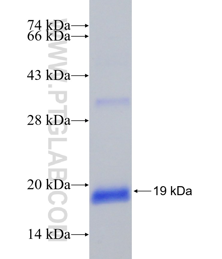 GABARAPL2 fusion protein Ag30379 SDS-PAGE